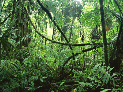 Bir yağmur ormanı, uzun ağaçların ve yüksek miktarda yağışın olduğu bir alan